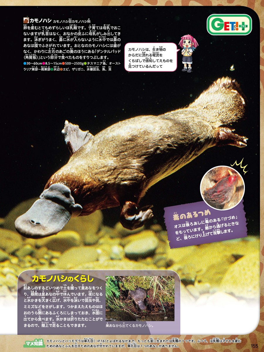 カモノハシの能力がすごすぎる!!】 ＃動物クイズ 泳ぐときに目や耳、鼻