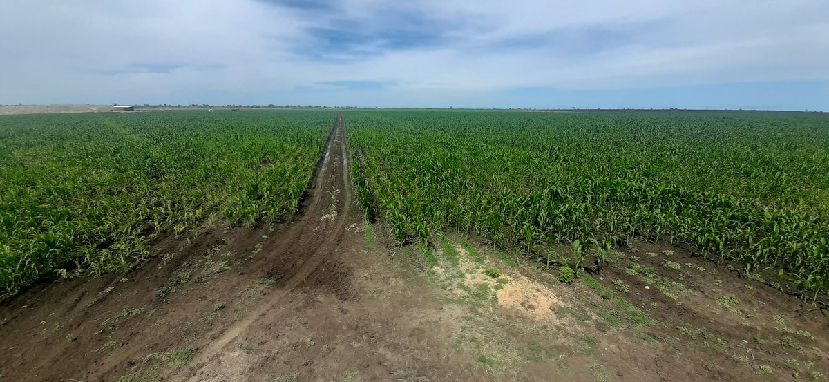 Campo de multiplicação de semente de milho pela empresa <a href="/yoba_ao/">Jardins da Yoba</a> Jardins da Yoba em parceria com a Fazenda Malipi no Quipungo-Huila #Angola para primeiro ano até que não está mal... 200 hectares promissores