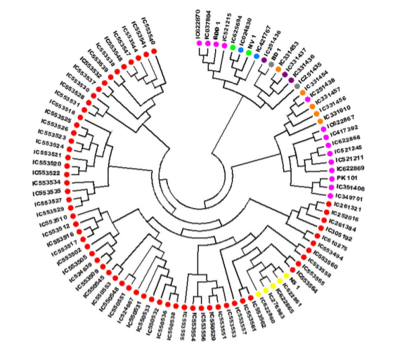 Can underutilized germplasm of Vigna stipulacea offer novel sources of diversity hitherto not found in the domesticated #Vigna species? What is the extent of diversity in Vigna stipulacea #genebank accessions?
<a href="/INbpgr/">ICAR-NBPGR</a> researchers provide clues. Read here:
doi.org/10.1371/journa…