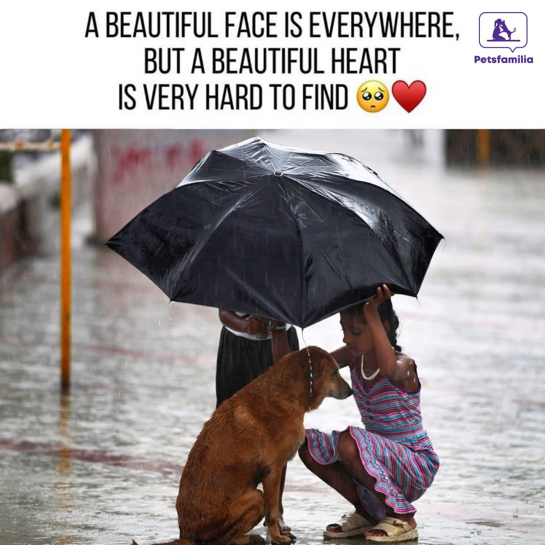 petsfamilia's tweet photo. Always search for a beautiful heart.โค๏ธ
#petsfamilia #pets #news #dogslife #doglover #dogs #worldofpets #DogsofTwittter https://t.co/nmnRvtQ9ok
