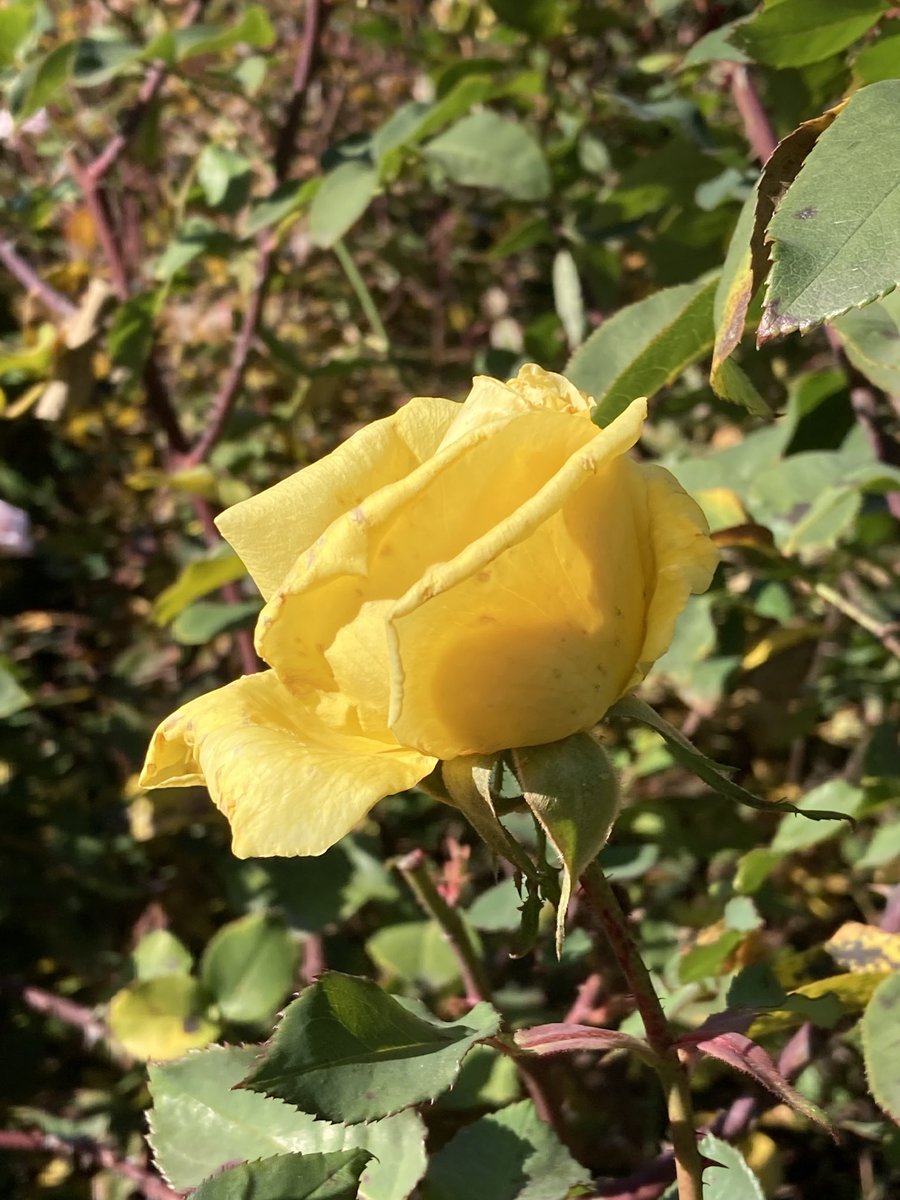 JimReichert2's tweet photo. Close-up of Sunsprite flowers. I love the bright yellow color. And the blossoms are very fragrant!
#sunsprite 
#floribundarose 
#yellowrose 
#garden 
#gardening 
#薔薇 https://t.co/cYo3uekeWd