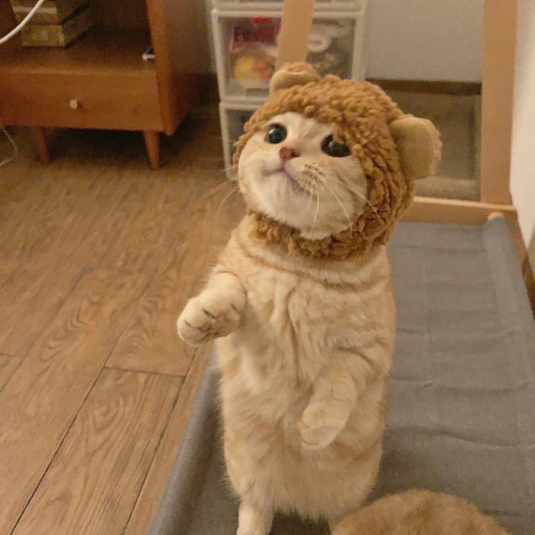 naileacat's tweet photo. happy nai day !! i love u sm <3 https://t.co/RASTm5FVA6
