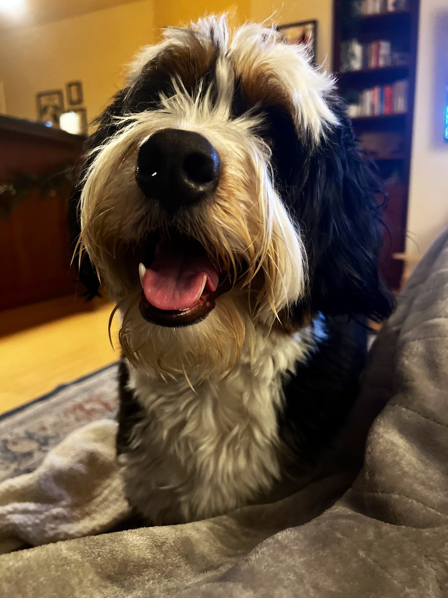 The days on inpatient are long and hard. Everyone around me seems to be stretched thin. 

Somehow, it all seems okay when I get home and see this face. 🥺 
We don’t deserve dogs. 💕