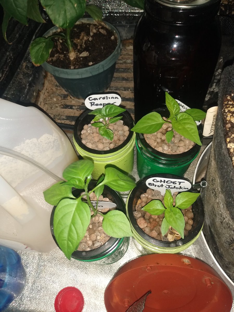 Fuzzy57Logic's tweet image. Okay so fuck work, that has been established, so back to my happy place.☯️ Here's a look at my kratky hydroponic peppers. Just over a month old now. Carolina Reaper, Ghost Pepper, and Chilli Pequin #gardening #peppers #Kratkymethod