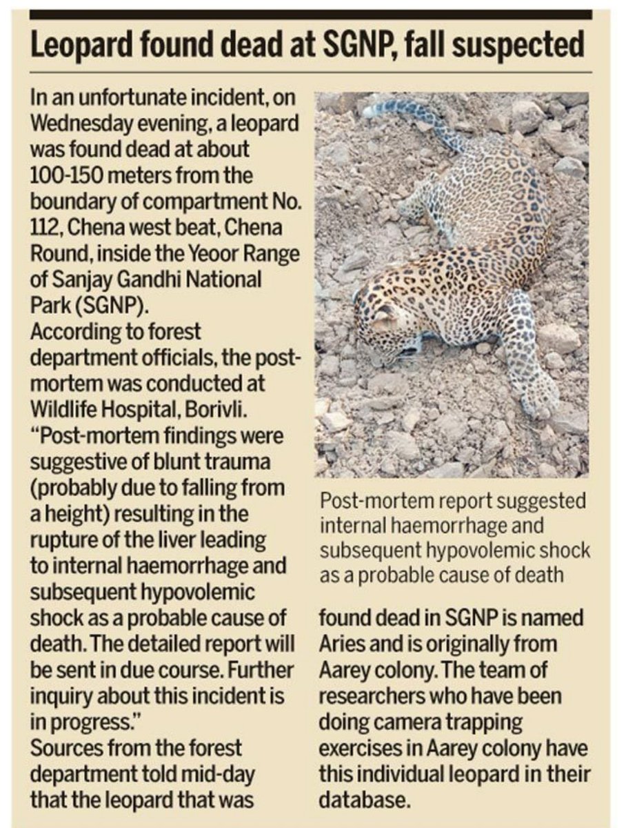 ketan83's tweet photo. One More Leopard We Lose 😢💔

Rest In Peace #Aries 🐾🐆

@ranjeetnature @AUThackeray @deespeak @TandonRaveena @MahaForest @MahaEnvCC @SunilLimaye2 @raww_tweets @RandeepHooda https://t.co/mo96g3lIzp
