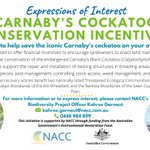Are you keen to do your part in saving the iconic Carnaby's Cockatoo? Your property could be their safe haven! 

NACC NRM is offering financial incentives for landowners to install and maintain nesting structures, as well as revegetation, pest management, weed control and more! 