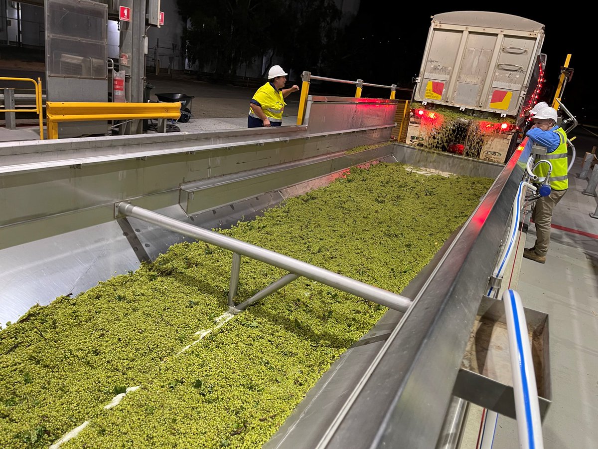 Cheers to Australian Vintage 22! 🍇 It's well and truly underway at TWE, with the first Chardonnay grapes harvested at our Yankabilly vineyard and sent for crushing at our Karodoc Winery this week!