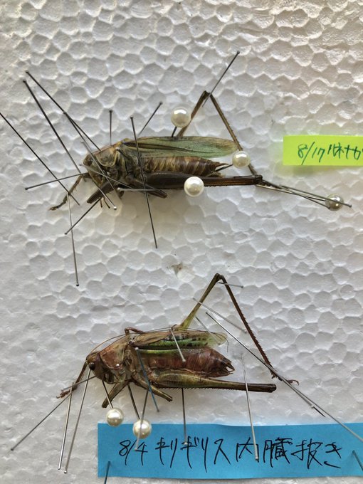 上↑北海道産ハネナガキリギリス
下↓新潟県産ヒガシキリギリス 