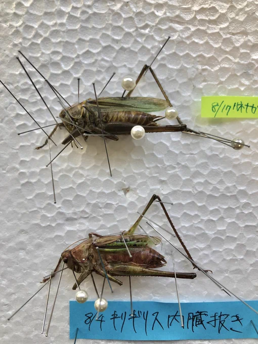 上↑北海道産ハネナガキリギリス
下↓新潟県産ヒガシキリギリス 