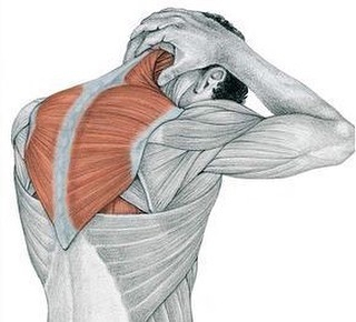 Bringing back a fave slot on our social media where we share anatomy and physiology with you. What does it feel like when a knot releases?
Muscles knots can cause aching sensations and pain in your muscles and joints. When you touch a muscle knot, it may feel swollen, tense, or b