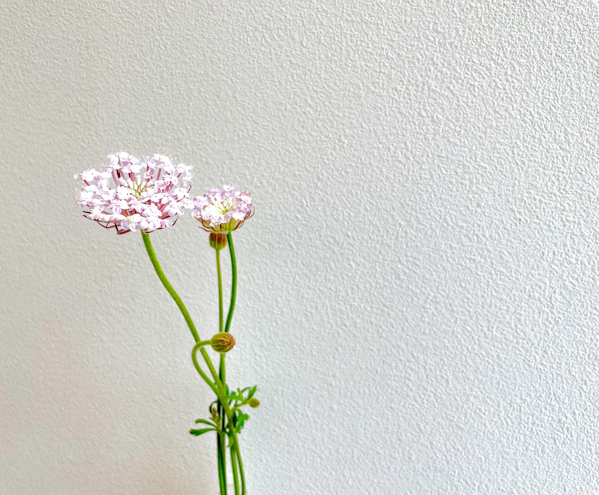 Acca 今週はディディスカス ピンクで皆様をお出迎えしています ディディスカスの花言葉は 無言の愛 優雅な振る舞い などがあります ディディスカスは ブルーレースの旧名なので ブルーレースの方が聞こ覚えのある方が多いかも知れませんね