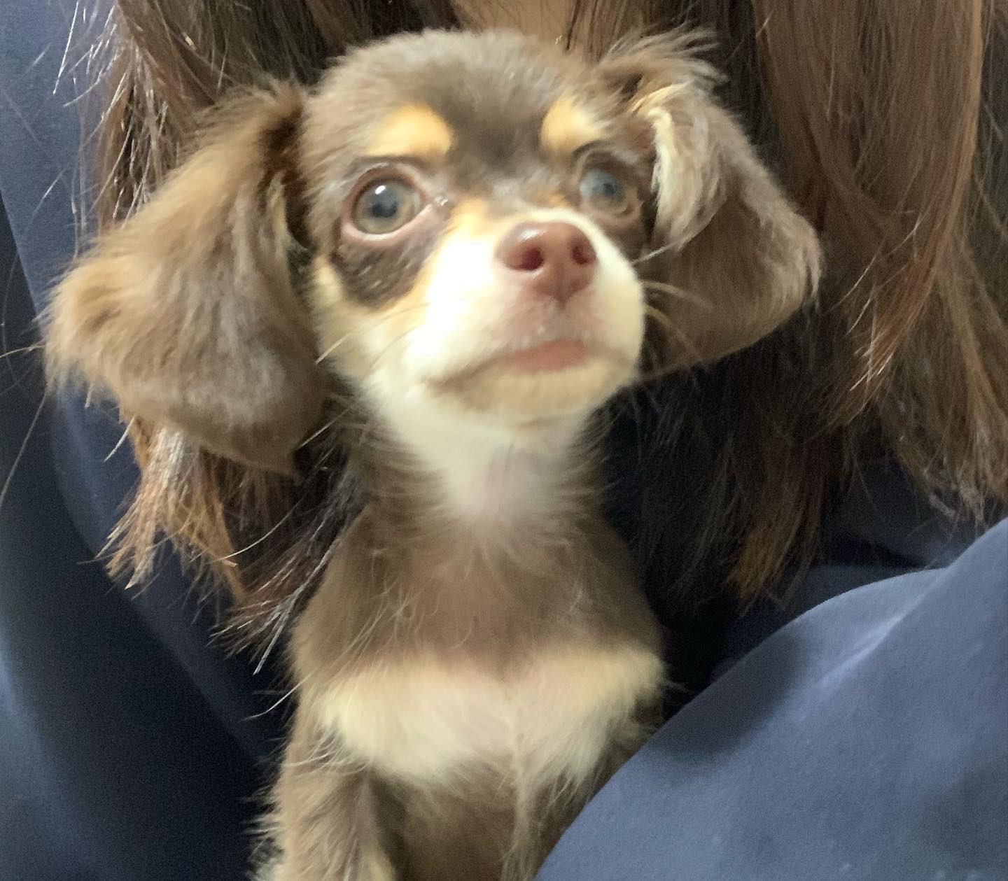 行方不明のチワックスを探しています Yes No Twitter