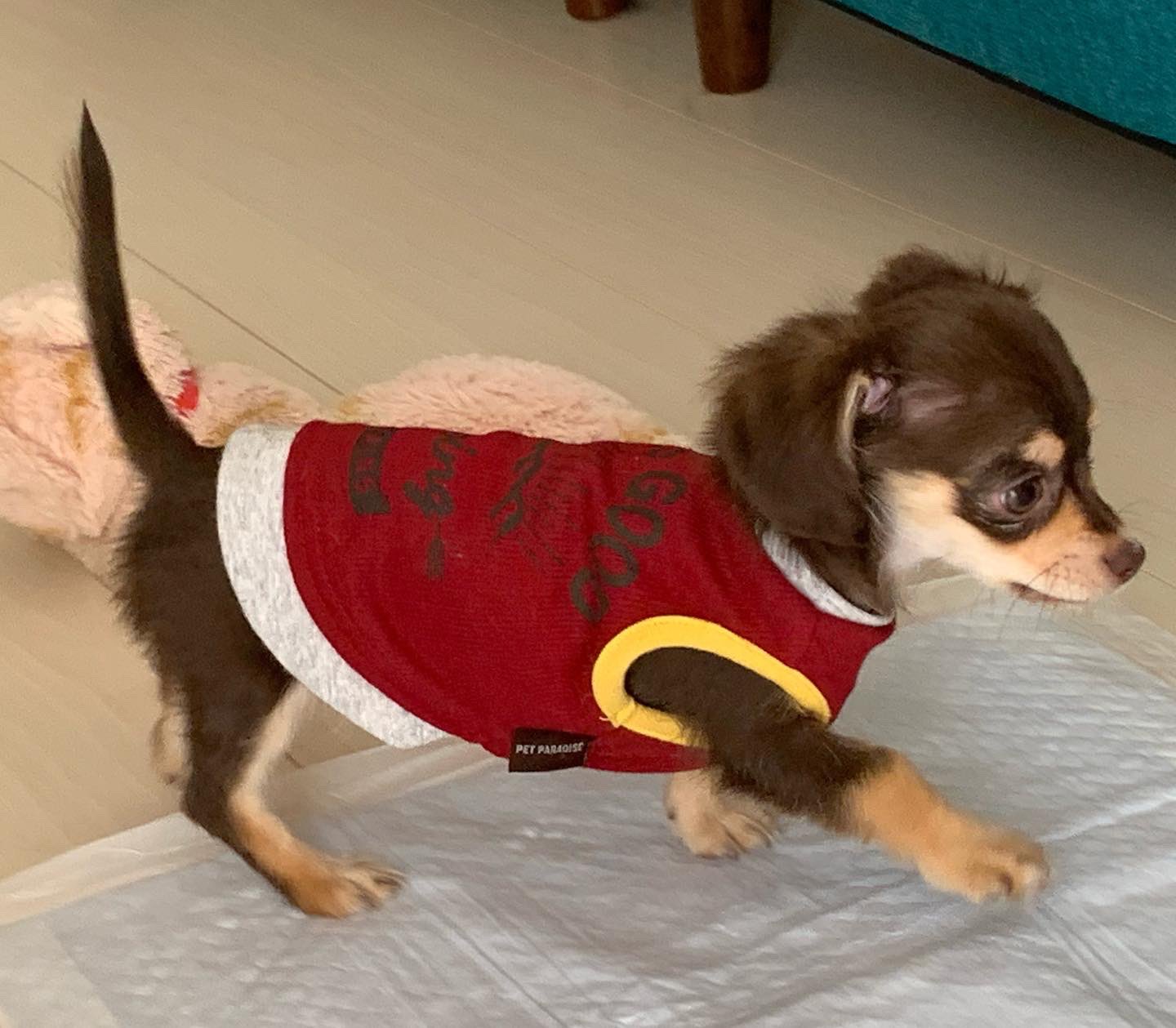 行方不明のチワックスを探しています Yes No Twitter