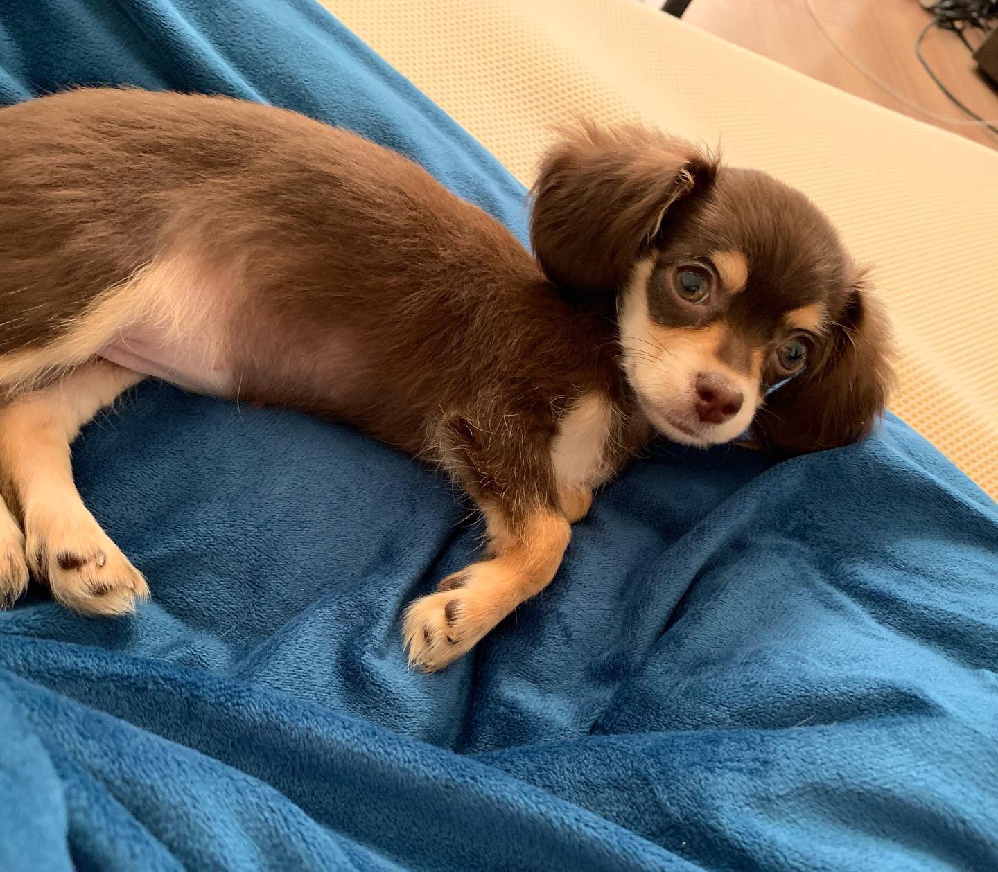 行方不明のチワックスを探しています Yes No Twitter