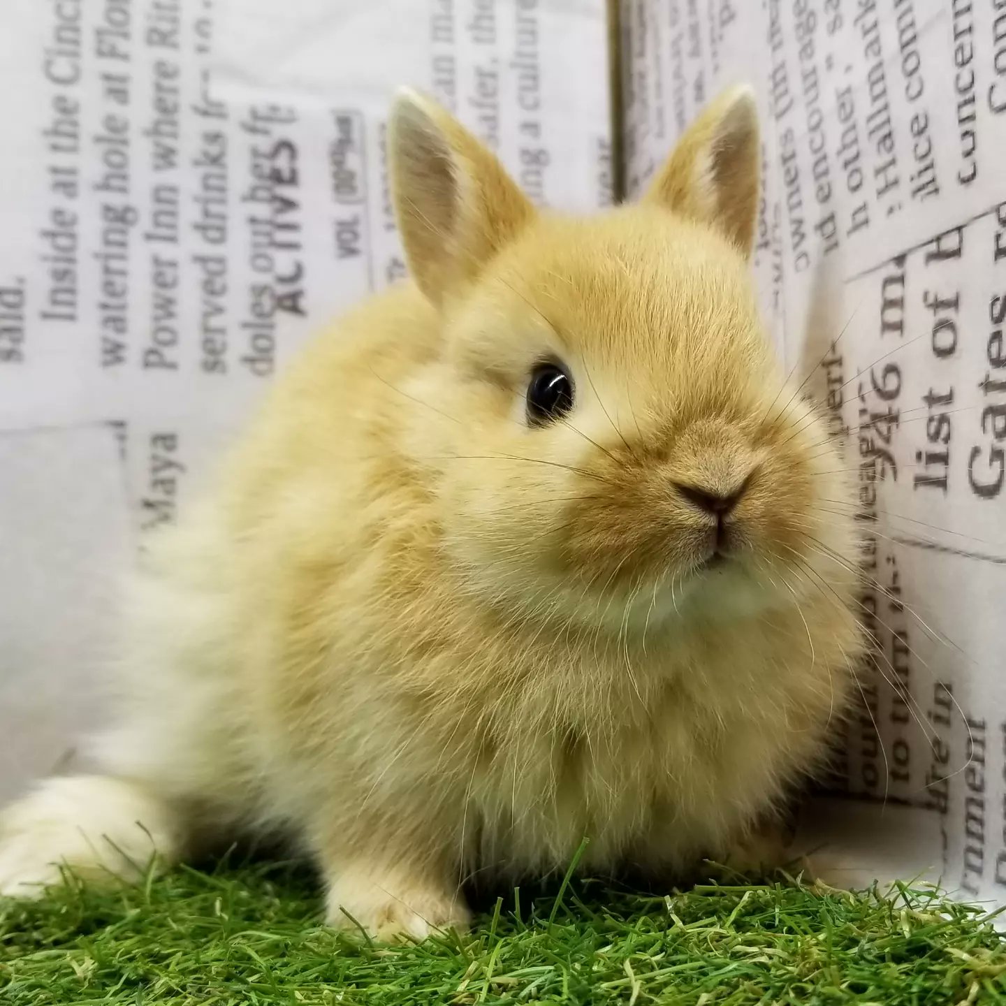 P Luxe ピーアンドリュクス 小動物 本日は 可愛いネザーランドドワーフたちが お店にやって来ましたよ どの子も小さいお耳と丸顔で可愛すぎます 小動物 ネザーランドドワーフ ネザーランドドワーフベビー ネザーランドドワーフの販売 大阪の