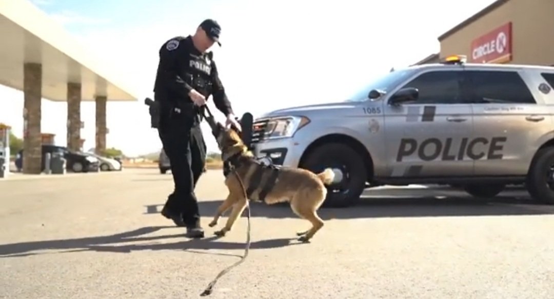 mustang_brit's tweet photo. Marana Police Dept had a tragic loss last year of one's their K9's, K9-Atlas. But, thanks to @alecak9 and @CircleKStores, the replacement cost was donated to purchase a new K9. Meet Marana PD's newest member, K9-Taz!!!! #aleca #CircleK #K9 https://t.co/MhLapTLEN7