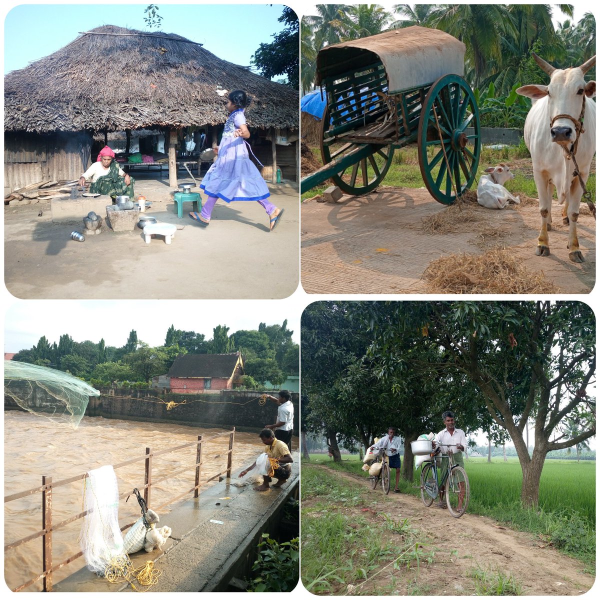 Murali_Clicks's tweet photo. #Ruraltourism
#Ruraltourismcontest
#Nationaltourismdaycontest 
#Nationaltourismday2022 

  Theme : *RURAL TOURISM*

      Rural Tourism Showcases Rurallife, Culture, Heritage at Godavari Districts Of Andhrapradesh in India. https://t.co/UUgUQtR7Kd