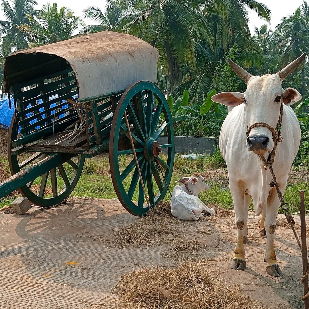 Murali_Clicks's tweet photo. #Ruraltourism
#Ruraltourismcontest
#Nationaltourismdaycontest 
#Nationaltourismday2022 

  Theme : *RURAL TOURISM*

      Rural Tourism Showcases Rurallife, Culture, Heritage at Godavari Districts Of Andhrapradesh in India. https://t.co/UUgUQtR7Kd