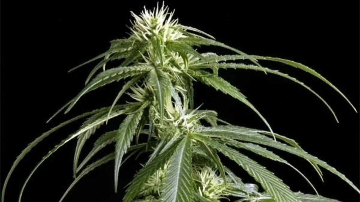 seedshop's tweet photo. Arjan's Haze #1

A cross between G-13 and Haze that is extremely psychoactive high, and strong. Spicy, with a touch of minty sativa taste😋

⌛ Flowering time: 11 weeks
🏆 HTCC 2004 Winner

#cannabisseeds #greenhouseseeds #arjanshaze #seedbank #hempshopper #amsterdam https://t.co/Xbbfzhovvw
