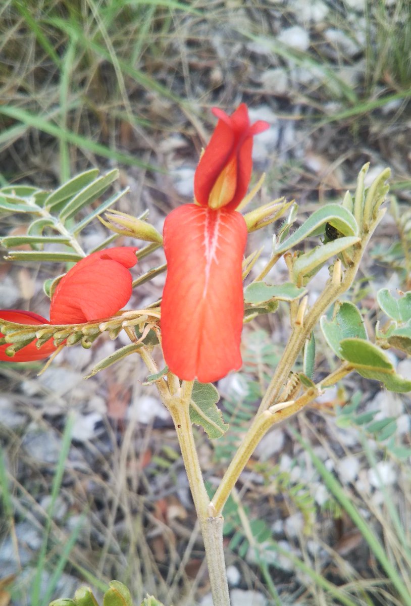 RakotoniainaEr7's tweet photo. Pyranthus ambatoana (IUCN EN),#Fabaceae #Fabales #Shrub #endemic to #Madagascar. This species flowers from September until March. observed in #ItremoPA @TeamKMCC https://t.co/drnPBzUoOD