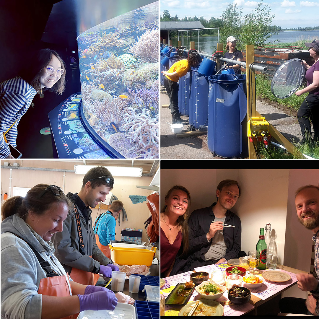 Join us to solve the global challenges! We are looking for two PhD-students for research on sustainable use of aquatic ecosystems:
•Ecosystem effects of reed as feed for husbandry animals 
•Climate change effects on aquatic food web efficiency 
➡️slu.se/en/about-slu/w…