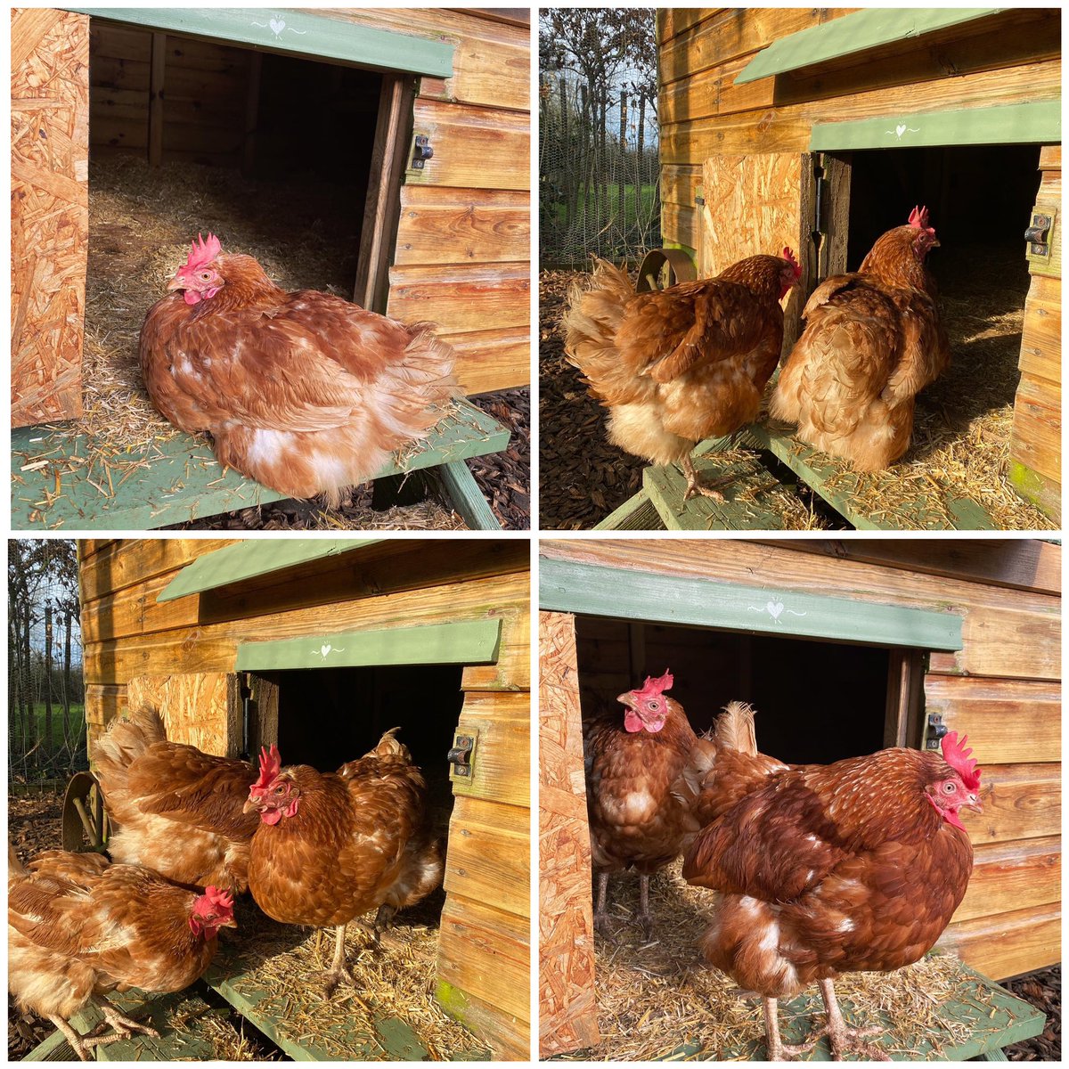 SomersetCool's tweet photo. Morning. Our #hens live by the motto “If you find a bit of #sunshine, don’t give it up for anyone” (even if that means blocking the entrance to the coop 😂) Maybe they’ve got a point! 😉🐓☀️#ThursdayThoughts #ThursdayMotivation #rescuehens #hensaspets #exbatts @Freshstart4hens https://t.co/Nh9l0iU1uZ