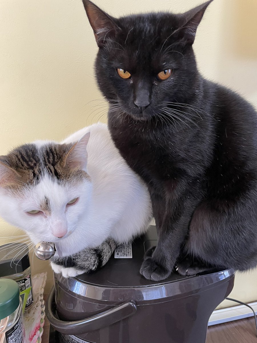Endo_home's tweet photo. 事務所では看板猫2匹が今日も仲良く過ごしています🐱 https://t.co/rTHFIxVvlP