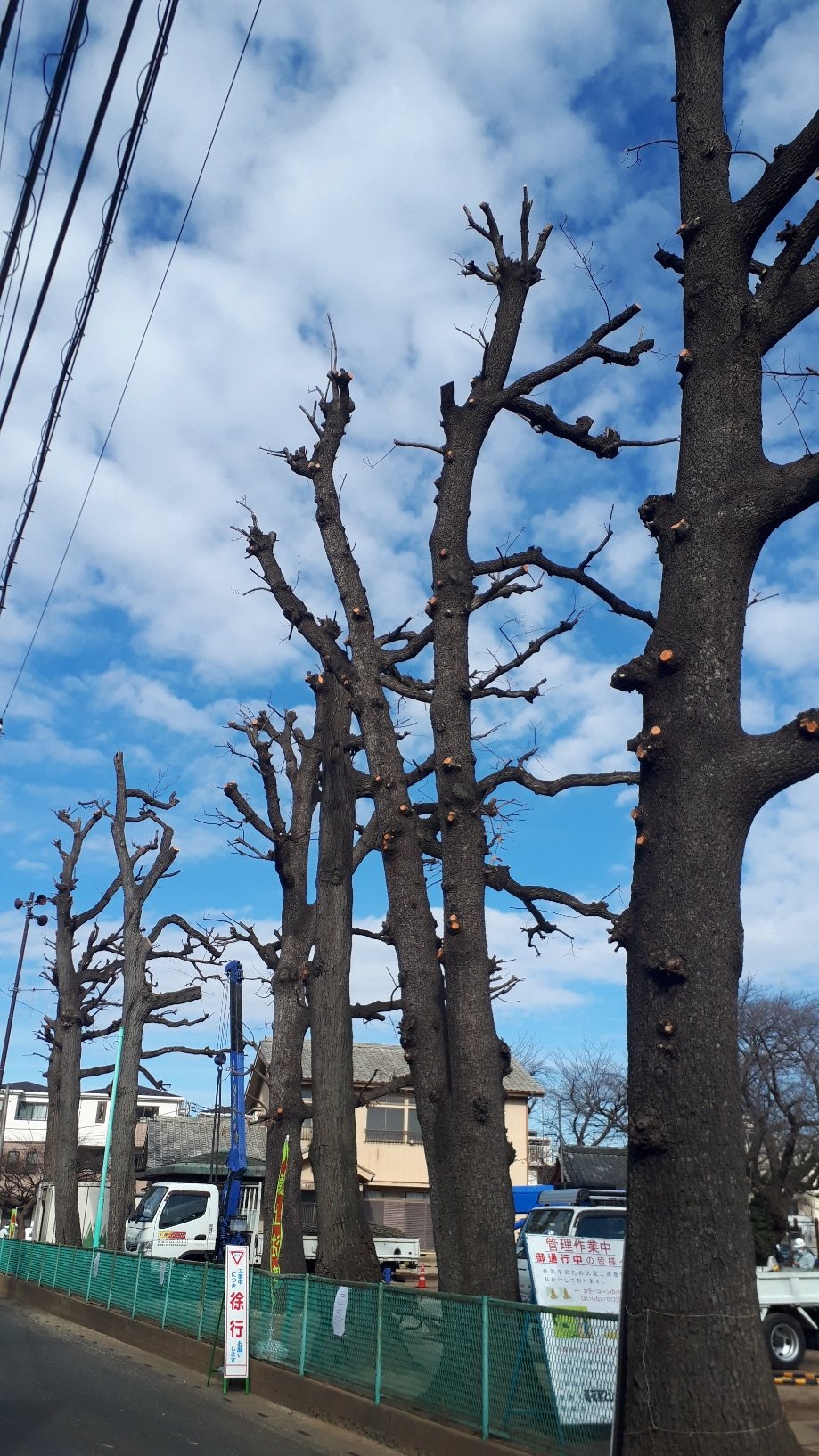 恵二郎 稲荷第２公園 の桜の木が剪定 され サッパリ としてしまいました 幹だけが残り何か不思議な生き物が青空にそびえ立っているようです 一番寒いこの時期とても寒そうです 寒い冬は桜の開花が早まるともいいますが 今年のこの桜はどうなる