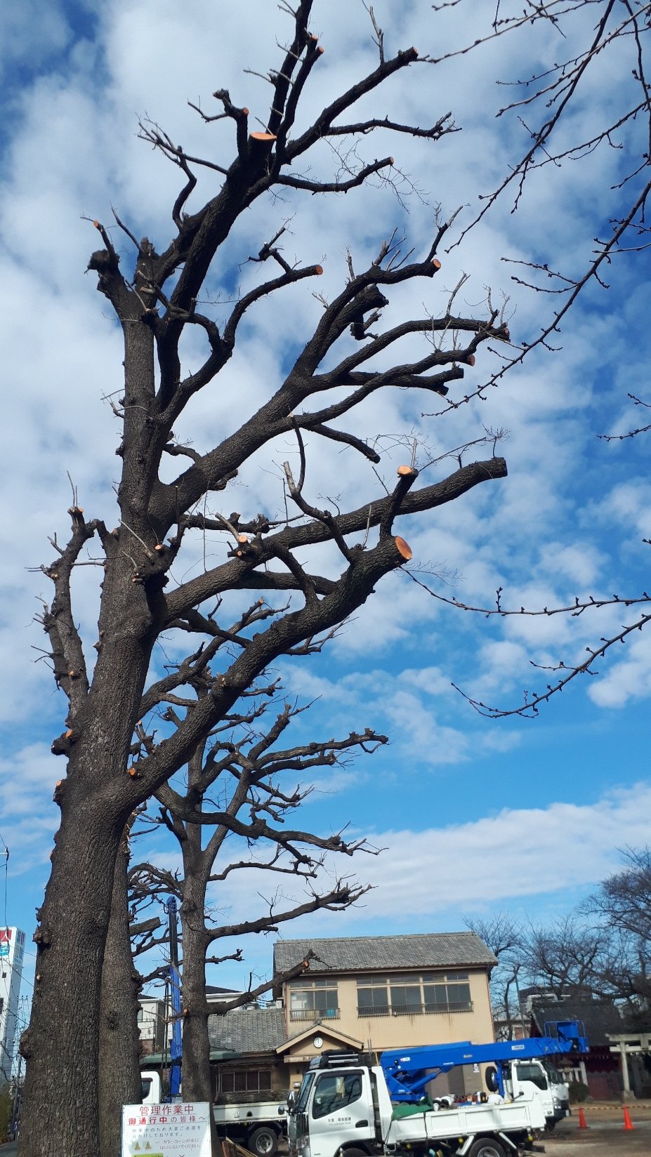 恵二郎 稲荷第２公園 の桜の木が剪定 され サッパリ としてしまいました 幹だけが残り何か不思議な生き物が青空にそびえ立っているようです 一番寒いこの時期とても寒そうです 寒い冬は桜の開花が早まるともいいますが 今年のこの桜はどうなる
