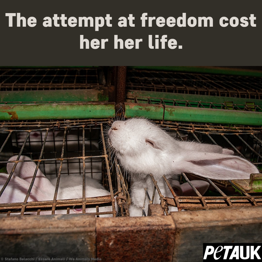 Fur farms are hell on Earth for the animals imprisoned in them 💔