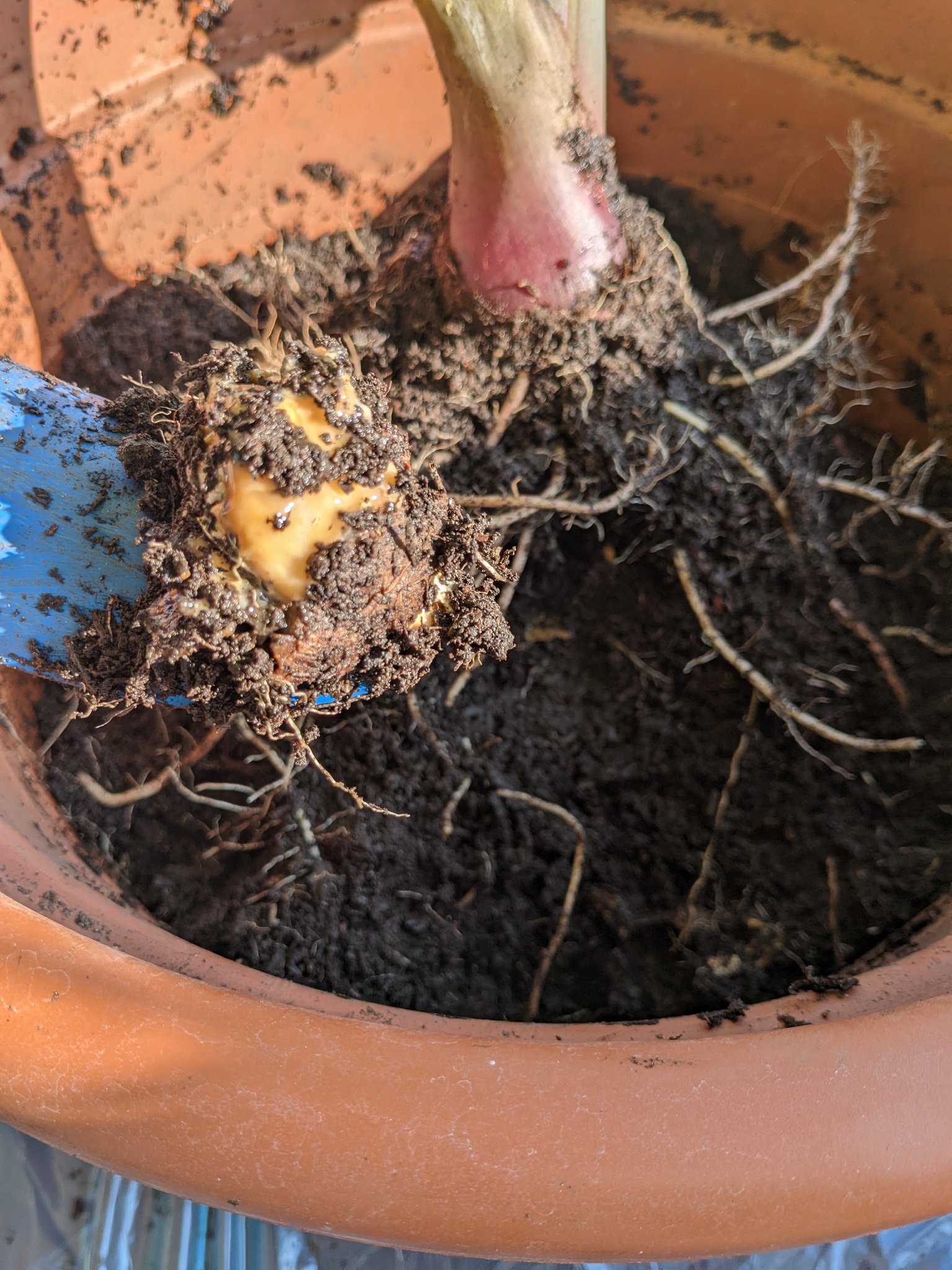 住めば都 プランター栽培に挑戦 悲報です 中タロを掘り起こしましたが 種芋はクリーム状態になっていました この鉢は わき芽が一本も出てなかった 季節外れに栽培し始めた のもあるけど 空しいな 今日はもう疲れたので期待はしてないけど小