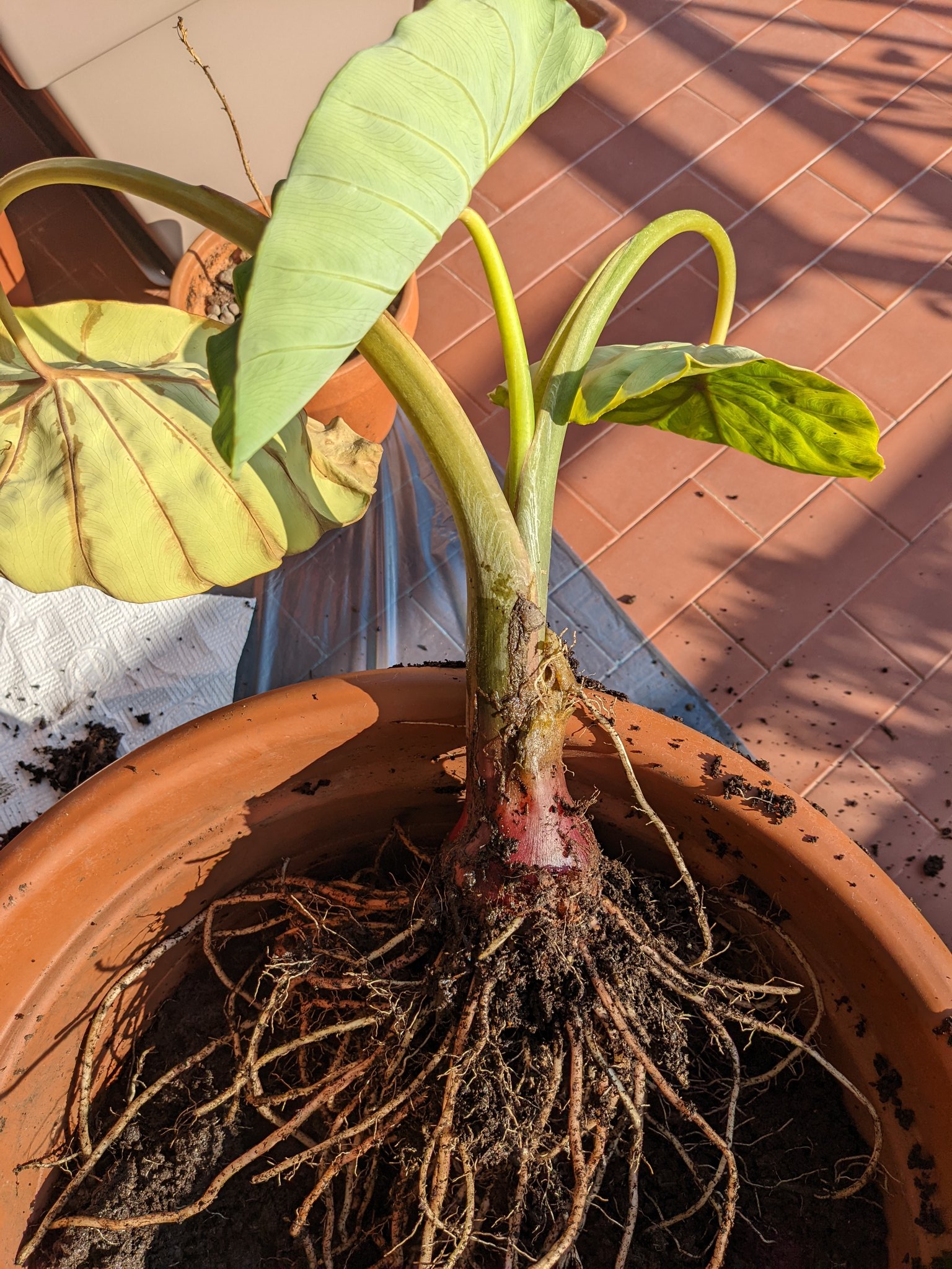 住めば都 プランター栽培に挑戦 悲報です 中タロを掘り起こしましたが 種芋はクリーム状態になっていました この鉢は わき芽が一本も出てなかった 季節外れに栽培し始めた のもあるけど 空しいな 今日はもう疲れたので期待はしてないけど小