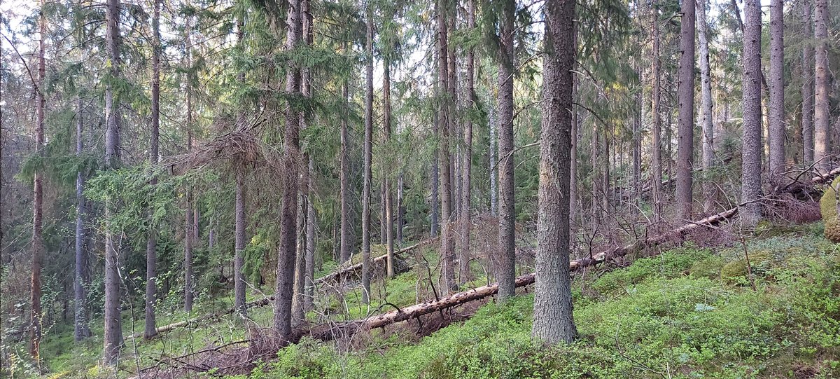 Paljonko #metsä'ssä on kuollutta puuta? 

#Lahohiili-hanke kehittää metsäalalle yhtenäistä ja kustannustehokasta käytäntöä lahopuumäärän arviointiin. Keräämme 1.2.2022 työpajassa näkemyksiä arviointikäytännön viimeistelyyn. Ilmoittaudu➡️
lyyti.fi/reg/Lahohiilih…
#Hiilestäkiinni