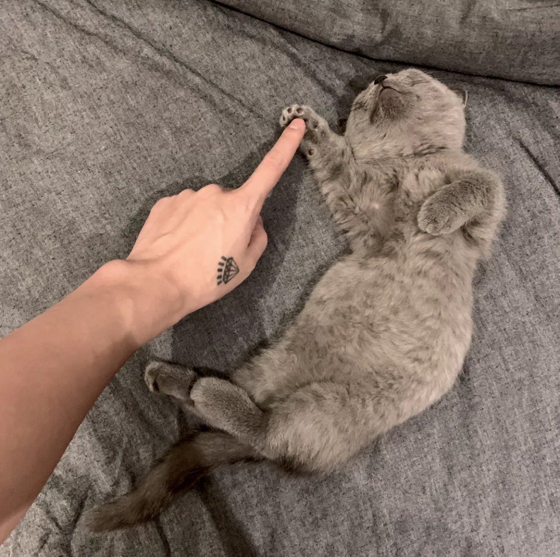 YCEO168's tweet photo. 🐱 https://t.co/1egLwN6D2D