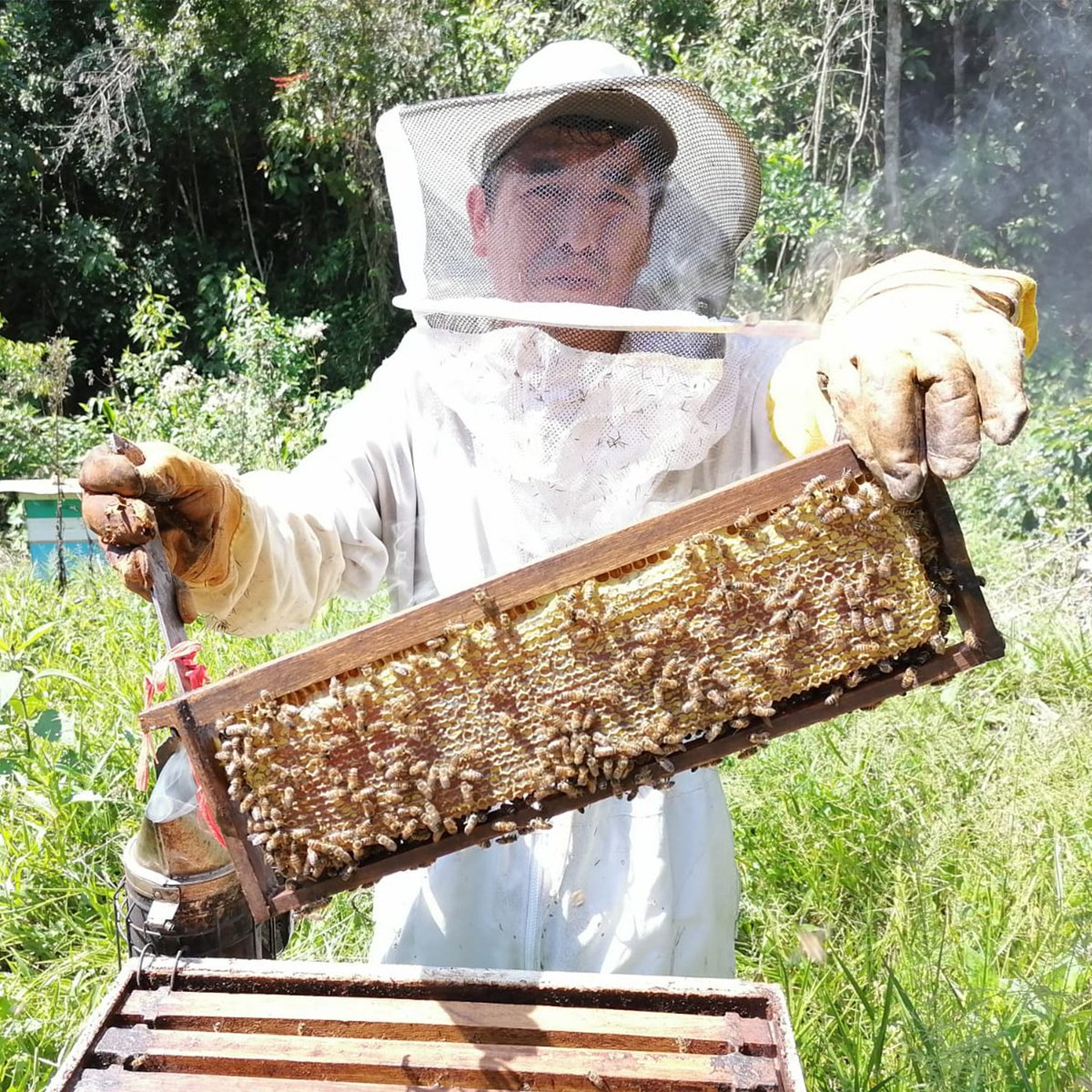 In Peru zijn we samen met onze partner Progreso Foundation en de koffieboeren van de Cepro Yanesha coöperatie een project gestart om koffieboeren op te leiden tot imker. Lees alles over het project op: lnkd.in/eaWfjzwg