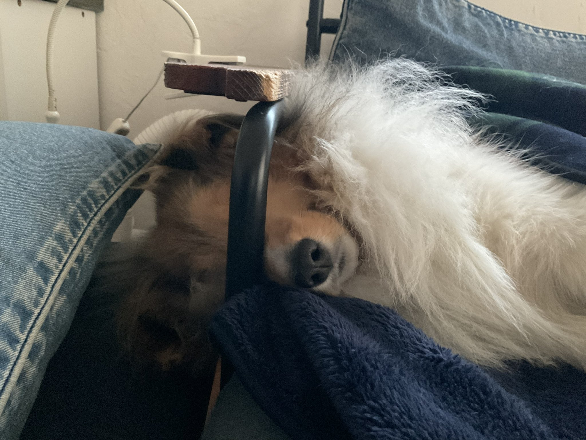 たんたんチャンネル 台所からきゅうりを盗んだとして 神奈川県警捜査9課は1月日に 窃盗容疑で たーたん 1歳 神奈川県横浜市を逮捕した たーたんは容疑を否認しているという シェルティ シェルティ子犬 シェルティパピー でかシェル Sheltie