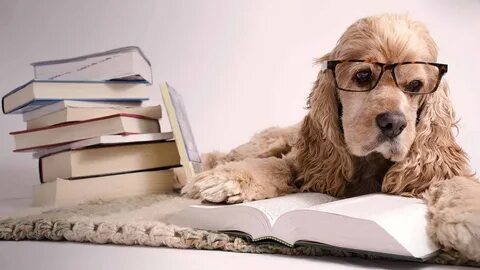 Pet 3 book. Собака за партой. Пес в очках читает. Книжные собаки. Умная собака в очках.