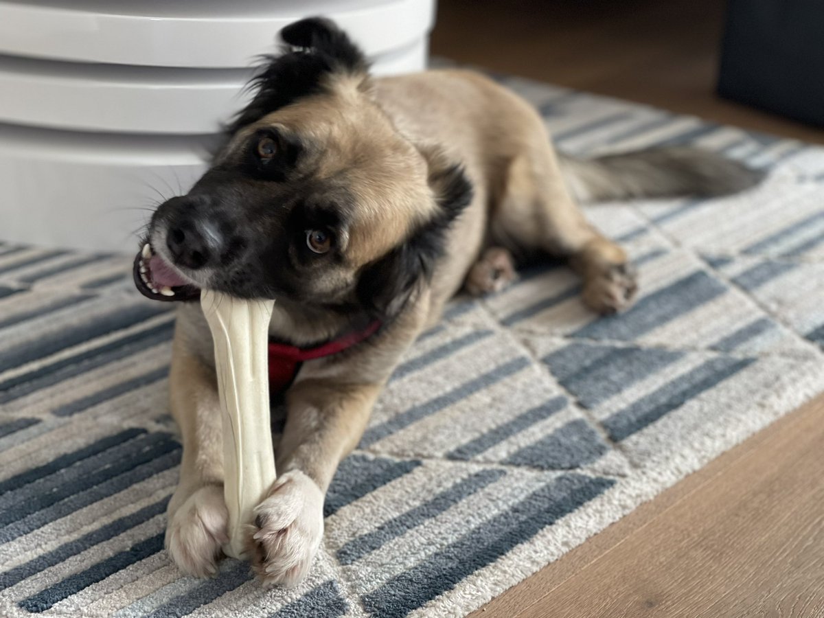 How it started               How it’s going

Happy 4 year adoption day #AdoptDontShop