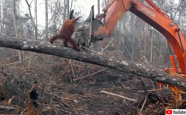 300RT：森を荒らすショベルカーと戦おうとしたオランウータンの映像は本当だった
karapaia.com/archives/52309…