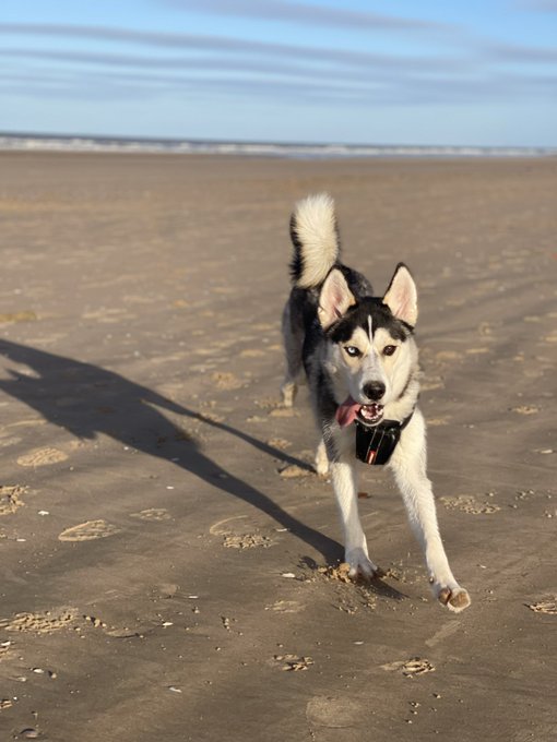 Something lovely to look at&hellip;  #Loki ❤️ https://t.co/Zk74e7HxwL<a href="/tag/loki"class="tags">#Loki</a>