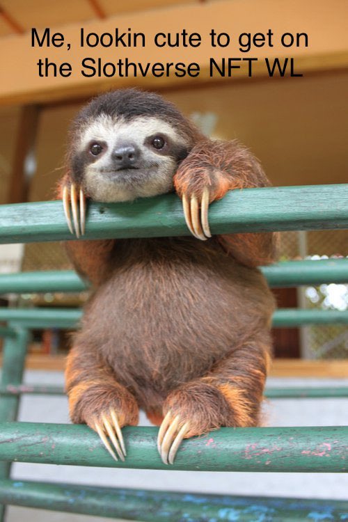 ladyydane's tweet photo. This NFT tho 😍 #slothverse @SlothverseNFT #slothversememe #slothies https://t.co/3xRIU7NnTi