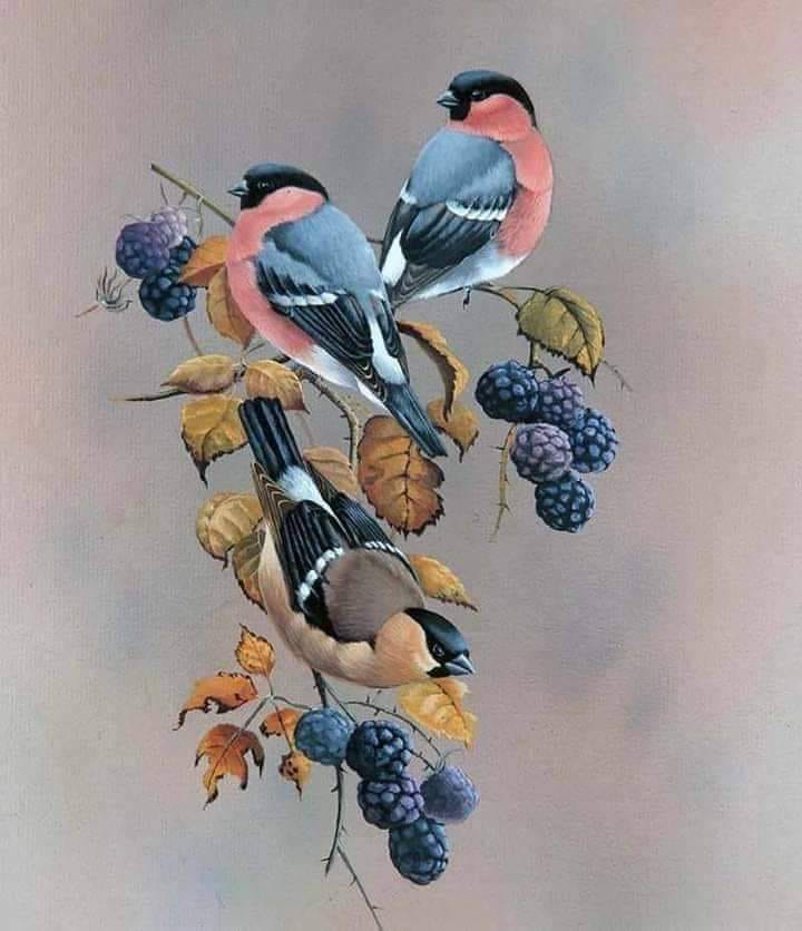 gregcatarino1's tweet photo. Bullfinch and Blackberry.
Jan Weenink. https://t.co/6EXT14irK7