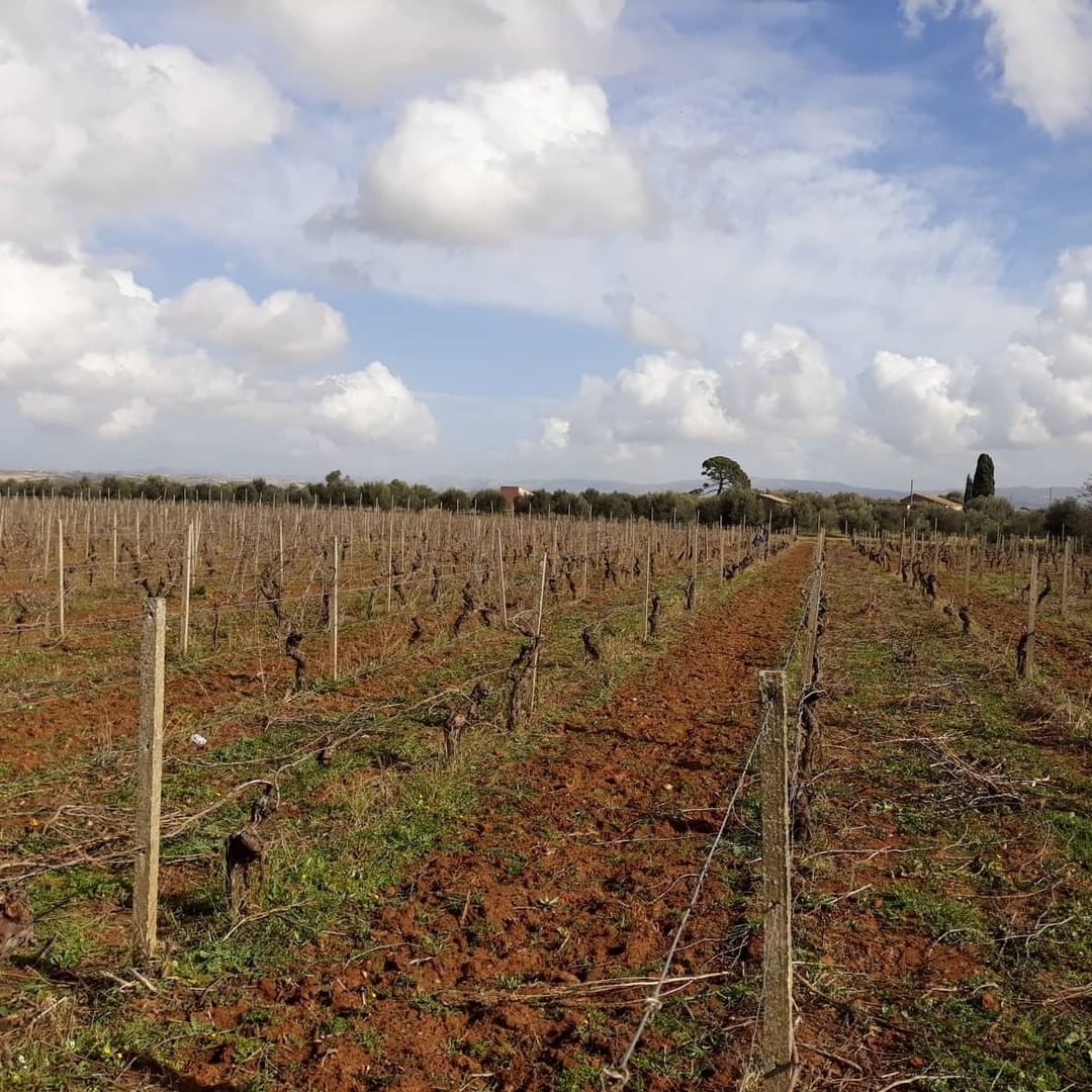#Sicily is a “drought island”, therefore in order to take a 360 degree approach to #sustainability, over the years we have develeoped an #eco-friendly strategy towards irrigation and #water management in general.

#vineyards #organic #sustainableWinery #waterManagement