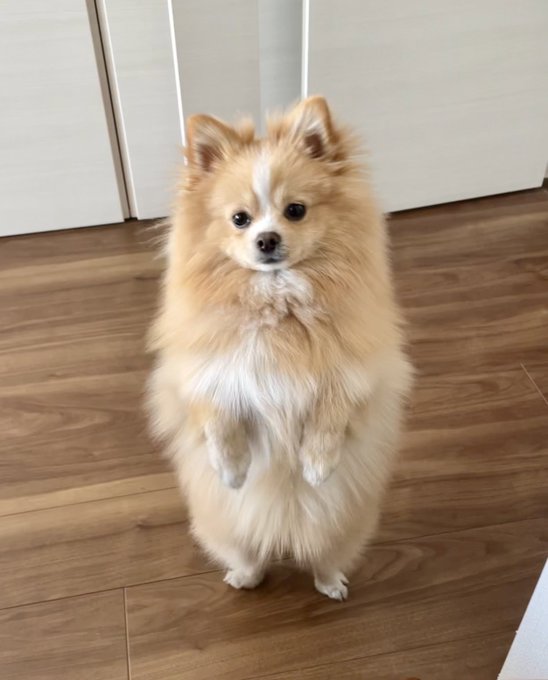 立ち方がもはや犬というよりポケモン 仲間になりたそうに見つめるポメラニアンが かわいすぎてゲットしたい と話題に ねとらぼ