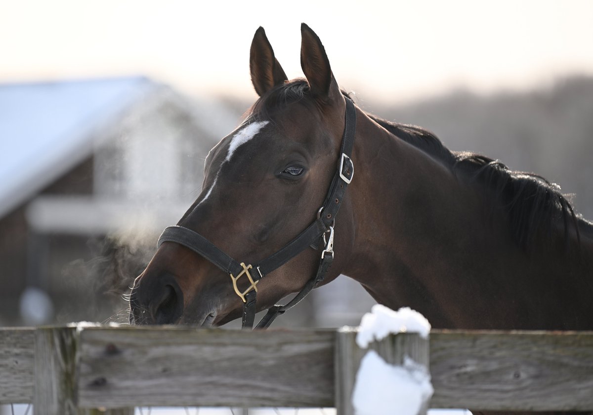 ルーラーシップ ×キストゥヘヴンの2勝馬ガロシェ
故郷 白老ファームで繁殖入り
ソニックベガと3/4同配合だから注目してる。
牝馬は引退したらほとんどが音沙汰無くなってしまうから白老ファームさんがこのようなツイートをしてくださることが本当にありがたい