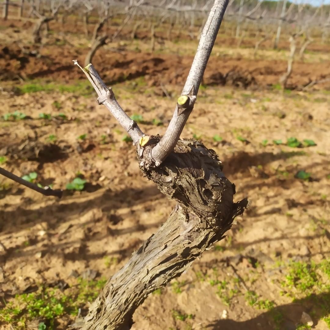 For the last couple of weeks we have been carrying out winter #pruning!

The result is the regulation of the shape and size of each #vine, controlling the number of #buds per branch, in order to obtain the optimum balance between the productive and vegetative phases. https://t.co/FDJoy7Oi8N