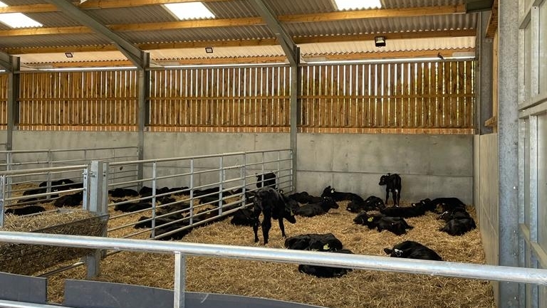 We have Dairy Farmer Recruitment opendays on the 3rd, 10th and 24th of Feburay. 

If you wish to Join us at one of our high health calf rearing units please get in touch via info@blade-farming.com   

#businessofbeef #bladefarming #integratedbeef #gbcalfweek