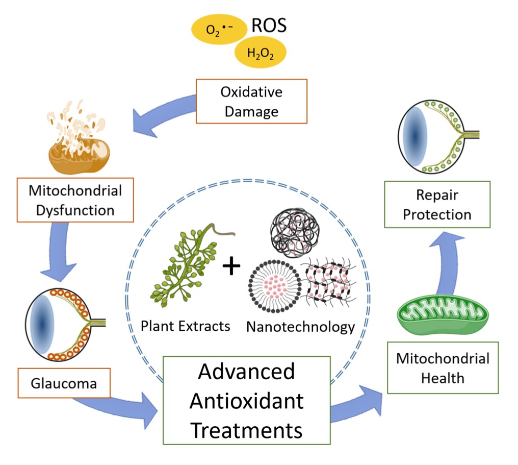 What a wonderful way to start 2022 🎉🎉👉 Just accepted: 'Restoring the oxidative balance in age-related diseases - An approach in Glaucoma' #ageingresearchreviews Excellent team work 💡💪👏 @pr_jusuf @florahui @BangvBui @JulieHercus @BioSci_UniMelb