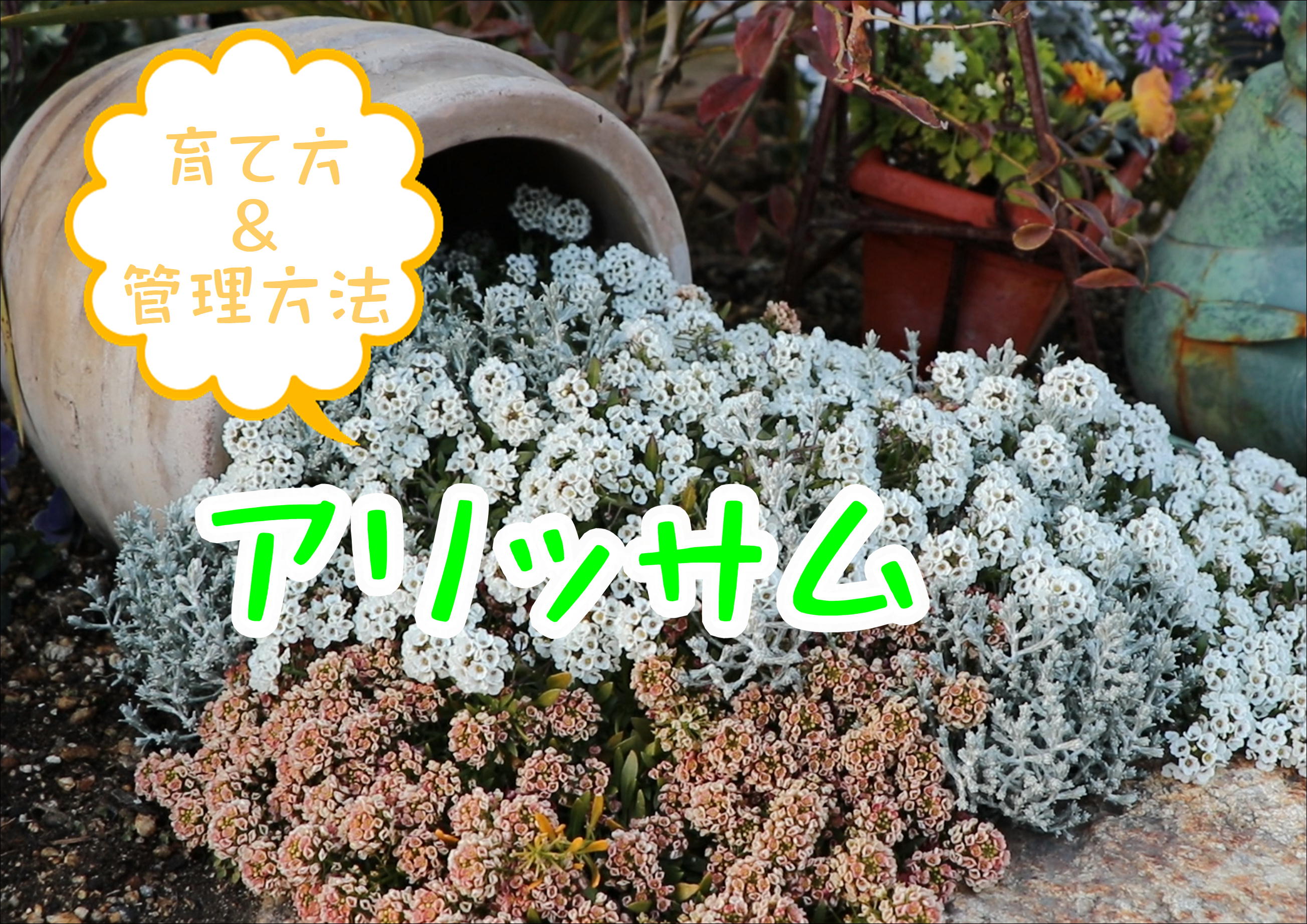 花苗育て方 Twitter検索 Twitter