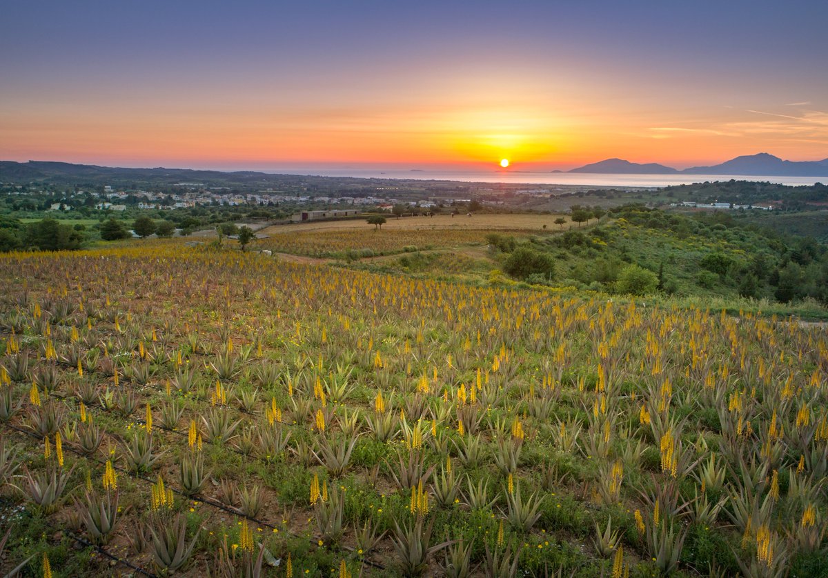 HorizonKos's tweet photo. To express our gratitude to the large number of guests who revisit HBR, we offer as a gift handmade jam produced by Pandrosia Farms. In the Natura area of Kos, Pandrosia grows organic aloe vera &amp; makes a unique jam, blending harmoniously pomegranate with the treasure of aloe vera https://t.co/n7rb5wMzU4
